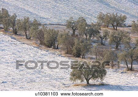 Rows of olive trees in early morning winter sun, after snowfall View Large Photo Image Stock Image - Rows of olive trees in early morning winter sun, after snowfall. Fotosearch