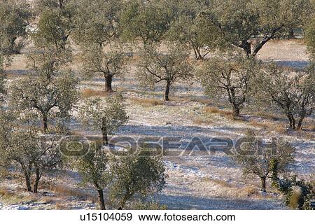 Rows of olive trees in early morning winter sun, with long shadows, after snowfall View Large Photo Image Stock Photo - Rows of olive trees in early morning winter sun, with long shadows, after snowfall. Fotosearch
