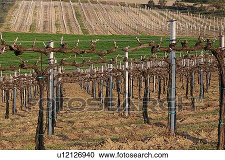 Stock Image - Rows of vines, in spring, late afternoon sun. Fotosearch
