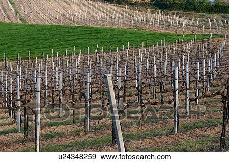 Stock Photo - Rows of vines, in spring, late afternoon sun. Fotosearch