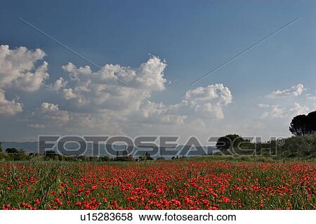 Santa Maria degli Angeli, field of poppies below Assisi View Large Photo Image Stock Photo - Santa Maria degli Angeli, field of poppies below Assisi. Fotosearch