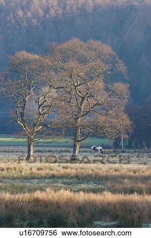 Stock Photograph - Scottish highlands: uncultivated fields with trees on frosty morning against blue background of hills, pony grazing. Fotosearch