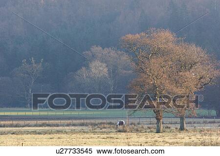 Stock Photography - Scottish highlands: uncultivated fields with trees on frosty morning against blue background of hills, pony grazing. Fotosearch