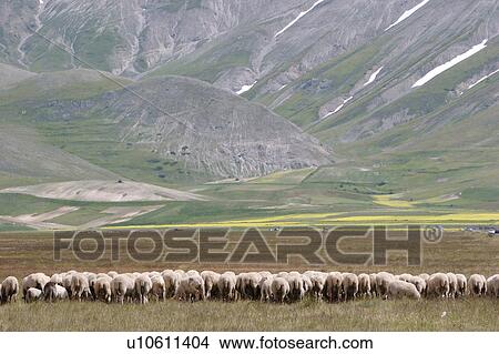 Sheep grazing in Piano Grande Umbria, below Castellucio, in spring time, with snow melting on the mountains View Large Photo Image Picture - Sheep grazing in Piano Grande Umbria, below Castellucio, in spring time, with snow melting on the mountains. Fotosearch