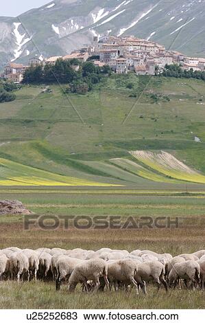 Sheep grazing in Piano Grande Umbria, below Castellucio, in spring time, with snow melting on the mountains View Large Photo Image Stock Image - Sheep grazing in Piano Grande Umbria, below Castellucio, in spring time, with snow melting on the mountains. Fotosearch