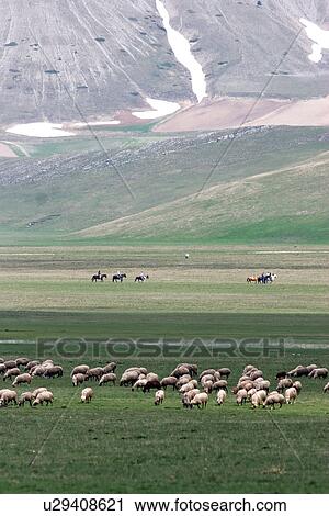 Stock Image - Sheep grazing in Piano Grande Umbria, above Norcia, in spring time, with horsemen in distance, and snow melting on the mountain, Sheep grazing in Piano Grande Umbria, below Castellucio, in spring time, with snow melting on the mountains. Fotosearch
