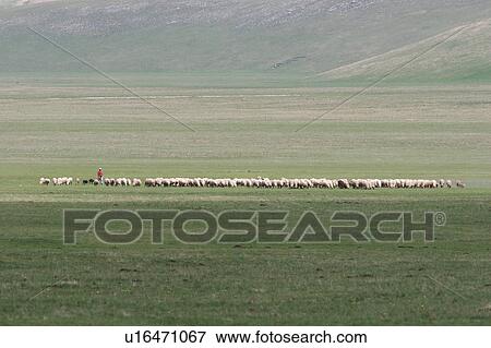 Sheep grazing in Piano Grande Umbria, above Norcia, in spring time View Large Photo Image Stock Photo - Sheep grazing in Piano Grande Umbria, above Norcia, in spring time. Fotosearch