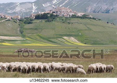 Sheep grazing in Piano Grande Umbria, below Castellucio, in spring time, with snow melting on the mountains View Large Photo Image Stock Photography - Sheep grazing in Piano Grande Umbria, below Castellucio, in spring time, with snow melting on the mountains. Fotosearch