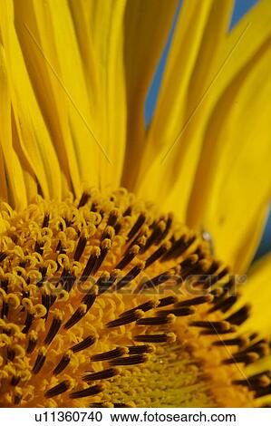 Side view of Sunflower - petals and centre detail View Large Photo Image Stock Image - Side view of Sunflower - petals and centre detail . Fotosearch