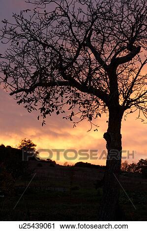 Silhouetted tree against sunset sky, of yellow, purple, orange clouds View Large Photo Image Stock Image - Silhouetted tree against sunset sky, of yellow, purple, orange clouds. Fotosearch