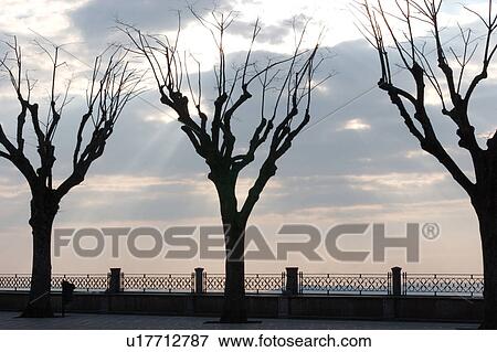 Silhouetted trees against sunset sky, Piazza of Santa Chiara, Assisi, Umbria View Large Photo Image Stock Photo - Silhouetted trees against sunset sky, Piazza of Santa Chiara, Assisi, Umbria. Fotosearch