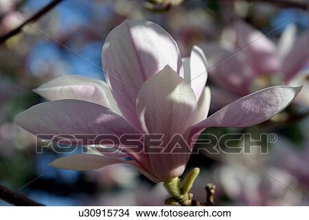 Single Magnolia bloom View Large Photo Image Picture - Single Magnolia bloom. Fotosearch