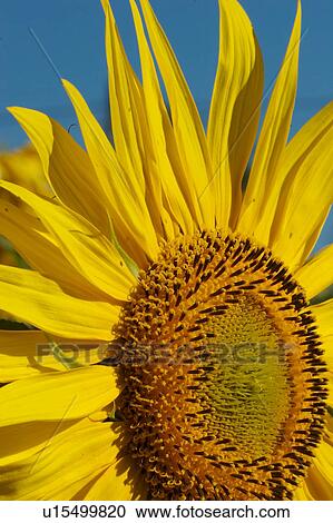Single sunflower detail, in Umbria, Italy, against blue sky View Large Photo Image Stock Image - Single sunflower detail, in Umbria, Italy, against blue sky. Fotosearch