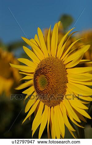 Single sunflower in Umbria, Italy, side view against blue sky View Large Photo Image Stock Photo - Single sunflower in Umbria, Italy, side view against blue sky. Fotosearch