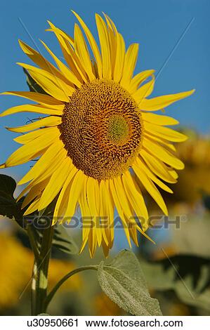 Stock Image - Single sunflower in Umbria, Italy against blue sky. Fotosearch