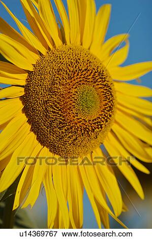 Stock Photo - Single sunflower in Umbria, Italy against blue sky. Fotosearch
