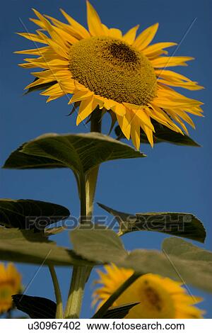 Single sunflower with others behind against blue sky in Italy View Large Photo Image Stock Image - Single sunflower with others behind against blue sky in Italy. Fotosearch