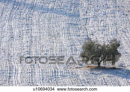 Single tree in early morning winter sun after snowfall with texture effect by snow on ploughed field View Large Photo Image Picture - Single tree in early morning winter sun after snowfall with texture effect by snow on ploughed field. Fotosearch