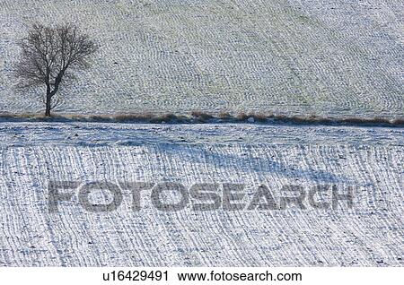 Stock Image - Single tree in early morning winter sun after snowfall with texture effect by snow on ploughed field. Fotosearch