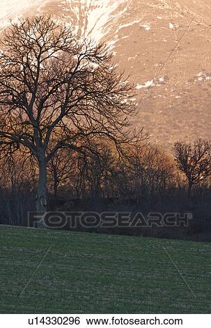 Stock Photograph - Single tree in field, silhouetted in late afternoon winter sun, Italy, with snow on mountain slope behind. Fotosearch