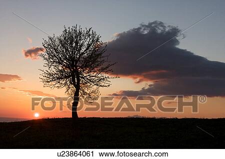 single tree silhouetted against sunset sky, Southern Italy View Large Photo Image Stock Image - single tree silhouetted against sunset sky, Southern Italy. Fotosearch
