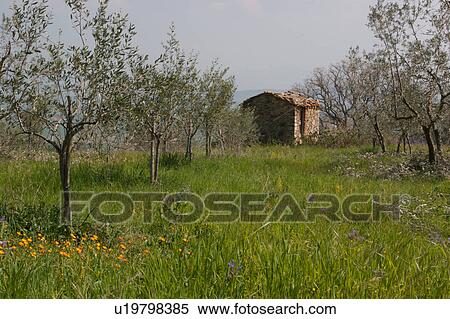 Stone farm building in field of flowers and olive trees, Val d'Orcia View Large Photo Image Stock Photography - Stone farm building in field of flowers and olive trees, Val d'Orcia. Fotosearch