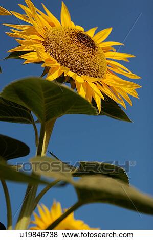 Sunflower against blue sky in Italy View Large Photo Image Stock Photo - Sunflower against blue sky in Italy. Fotosearch