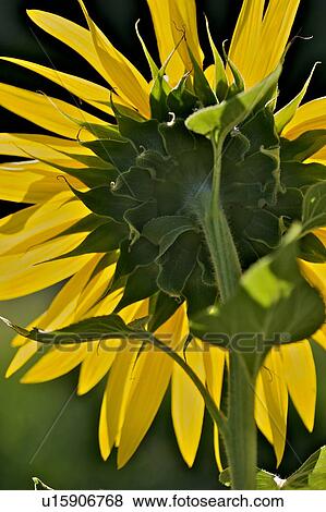 Sunflower back view, back lit View Large Photo Image Stock Photo - Sunflower back view, back lit. Fotosearch