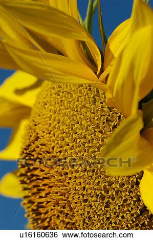 Sunflower centre detail seen from side, against blue sky, Umbria, Italy View Large Photo Image Stock Photograph - Sunflower centre detail seen from side, against blue sky, Umbria, Italy. Fotosearch