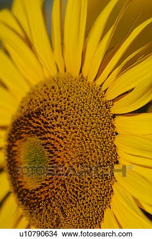 Sunflower centre detail, Umbria, Italy View Large Photo Image Picture - Sunflower centre detail, Umbria, Italy. Fotosearch