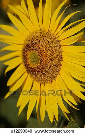 Sunflower close up in Umbria, Italy View Large Photo Image Stock Photo - Sunflower close up in Umbria, Italy. Fotosearch