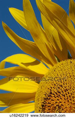 Sunflower detail against blue sky, in Umbria, Italy View Large Photo Image Stock Photo - Sunflower detail against blue sky, in Umbria, Italy . Fotosearch