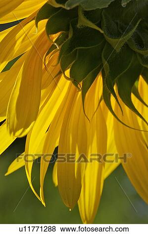 Sunflower detail back view, Umbria, View Large Photo Image Stock Photo - Sunflower detail back view, Umbria,. Fotosearch