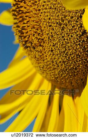 Stock Image - Sunflower detail in Umbria, Italy against blue sky. Fotosearch