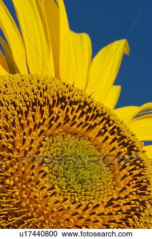 Sunflower detail in Umbria, Italy, against blue sky View Large Photo Image Stock Image - Sunflower detail in Umbria, Italy, against blue sky. Fotosearch