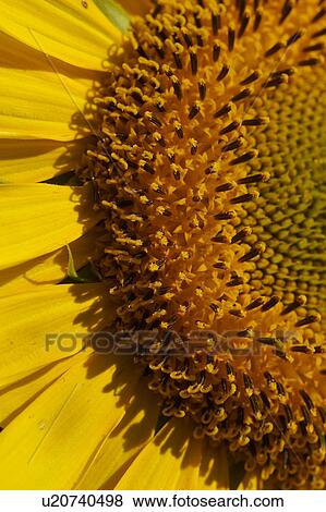 Sunflower detail in Umbria, Italy View Large Photo Image Stock Photo - Sunflower detail in Umbria, Italy. Fotosearch