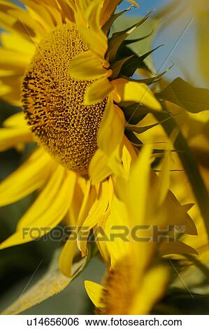 Sunflower detail, side view, Umbria, Italy View Large Photo Image Stock Photograph - Sunflower detail, side view, Umbria, Italy. Fotosearch