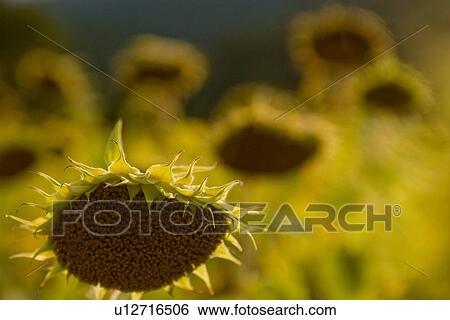 Sunflower dying back against background of yellow and brown flowers View Large Photo Image Stock Photograph - Sunflower dying back against background of yellow and brown flowers. Fotosearch