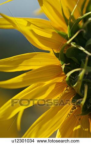 Picture - Sunflower view from back, Umbria, Italy. Fotosearch