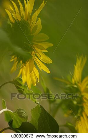 Stock Image - Sunflowers in Umbria, Italy, green haze effect. Fotosearch