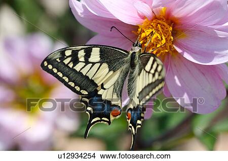 Swallowtail butterfly feeding on yellow pollen of pink dahlia in summer sunshine View Large Photo Image Picture - Swallowtail butterfly feeding on yellow pollen of pink dahlia in summer sunshine. Fotosearch