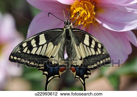 Stock Image - Swallowtail butterfly feeding on yellow pollen of pink dahlia in summer sunshine. Fotosearch