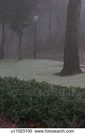 Trees in landscaped park, in early morning winter mist View Large Photo Image Stock Image - Trees in landscaped park, in early morning winter mist. Fotosearch