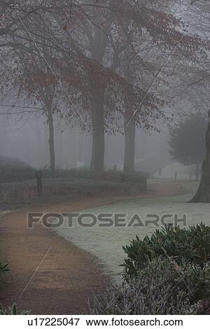 Stock Photo - Trees in landscaped park, in early morning winter mist. Fotosearch
