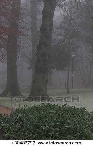 Trees in landscaped park, in early morning winter mist View Large Photo Image Stock Photo - Trees in landscaped park, in early morning winter mist. Fotosearch