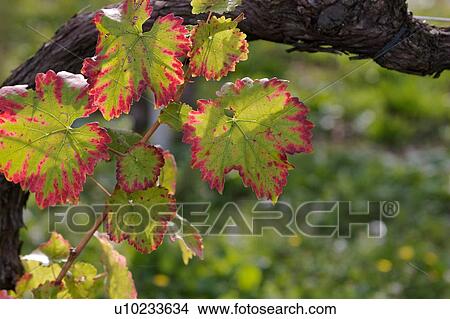 Umbrian vineyard in October, closeup of vineleaves changing colour, in morning sunlight, selective focus View Large Photo Image Picture - Umbrian vineyard in October, closeup of vineleaves changing colour, in morning sunlight, selective focus. Fotosearch