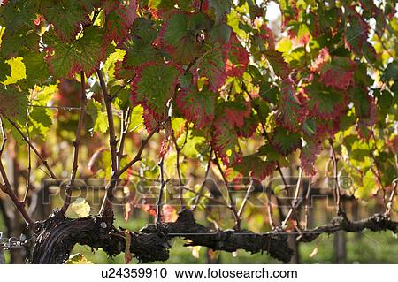 Umbrian vineyard in October, closeup of vineleaves changing colour, in morning sunlight View Large Photo Image Stock Image - Umbrian vineyard in October, closeup of vineleaves changing colour, in morning sunlight. Fotosearch