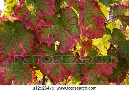Stock Photography - Umbrian vineyard in October, closeup of vineleaves changing colour, in morning sunlight. Fotosearch