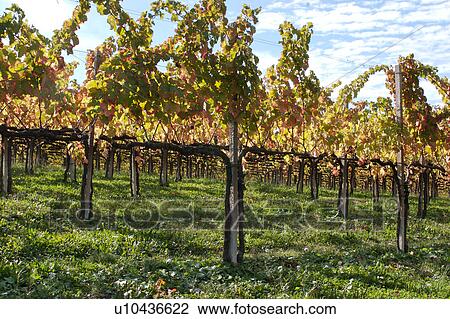 Stock Image - Umbrian vineyard in October, view of rows of vines with blue sky and wispy white clouds, in autumn morning sunlight. Fotosearch