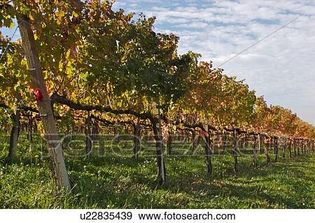 Stock Photo - Umbrian vineyard in October, view of rows of vines with blue sky and wispy white clouds, in autumn morning sunlight. Fotosearch